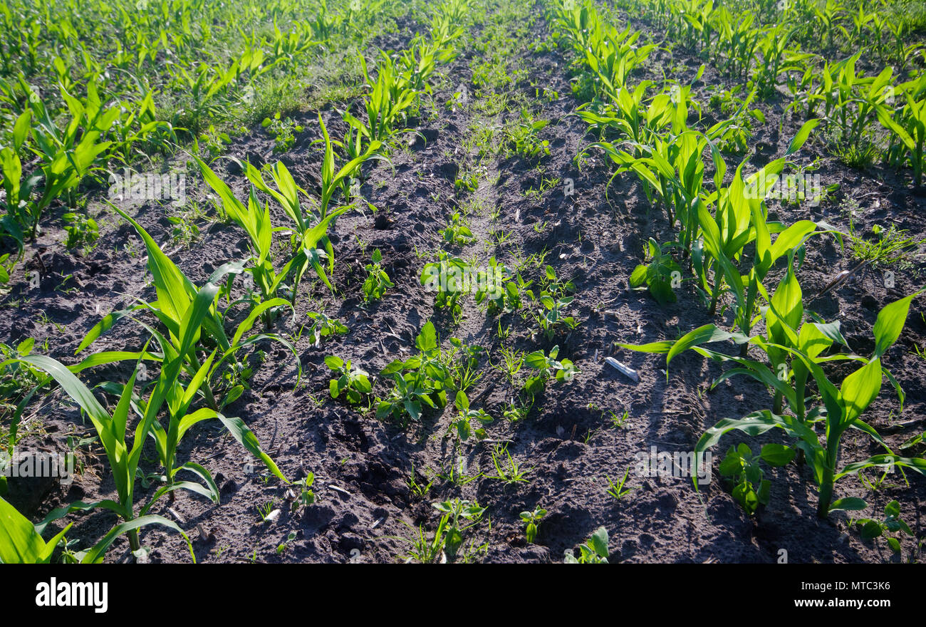 Maize crop: rows of young Maize plants on a field, some weeds growing between the rows Stock Photo