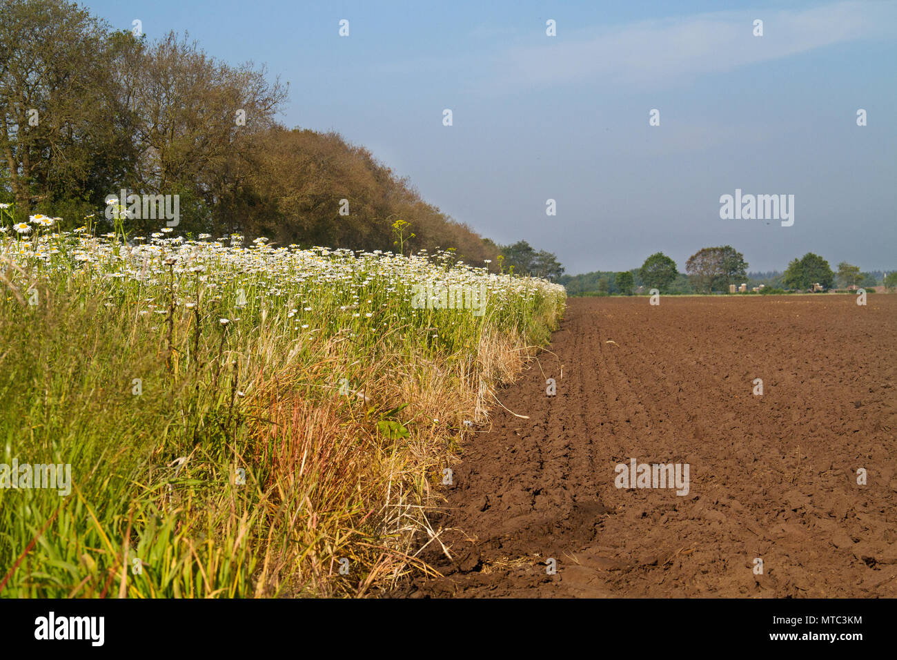 Organic pest control: field of flowers, sown to attract beneficial insects, next to an agricultural field Stock Photo