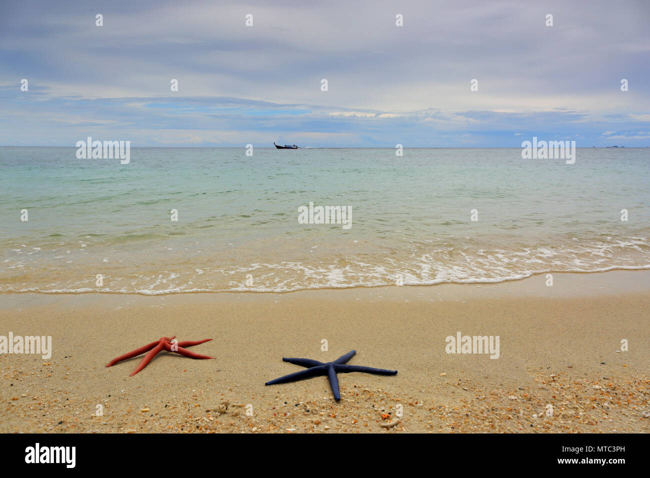 Two starfish lying on sandy beach Stock Photo