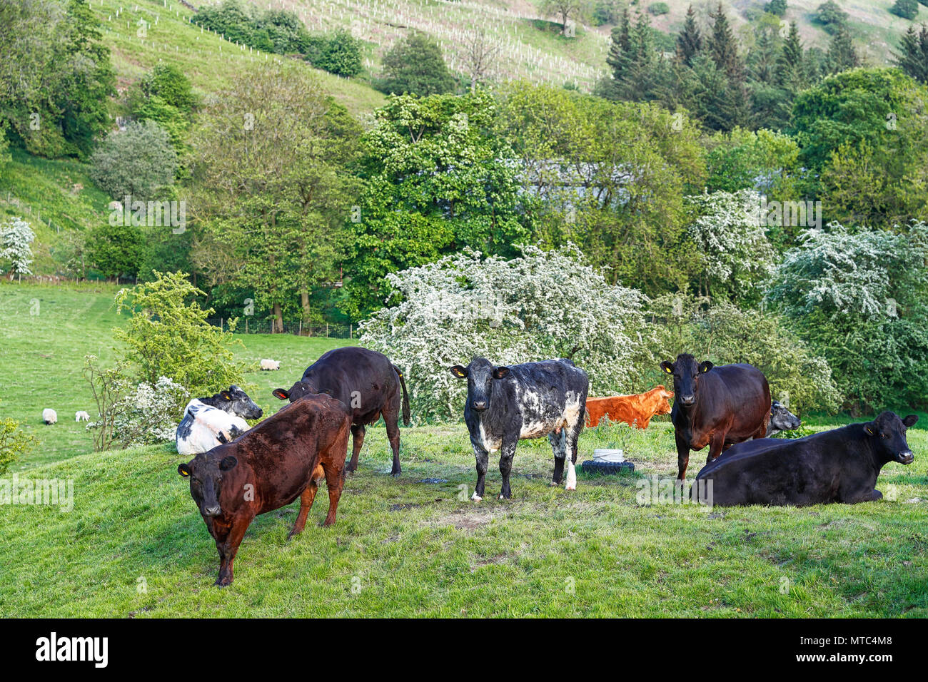 Cattle in the beautiful  Nidd valley Nidderdale North Yorkshire Stock Photo