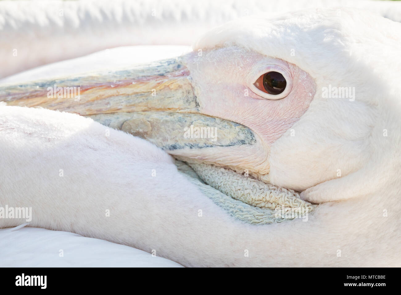 Detail of Eastern White Pelican, ZSL London Zoo, UK.  Close up of Pelecanidae. Stock Photo