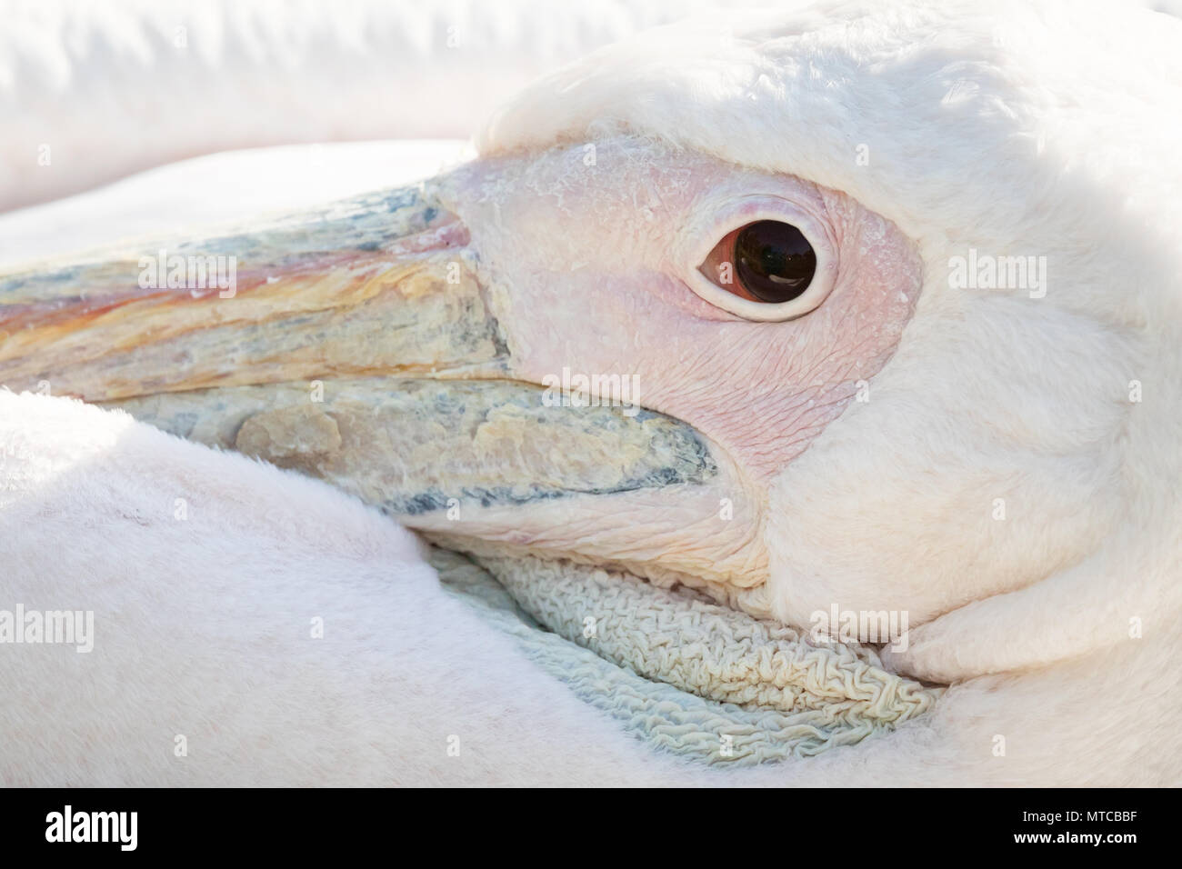 Detail of Eastern White Pelican, ZSL London Zoo, UK.  Close up of Pelecanidae. Stock Photo