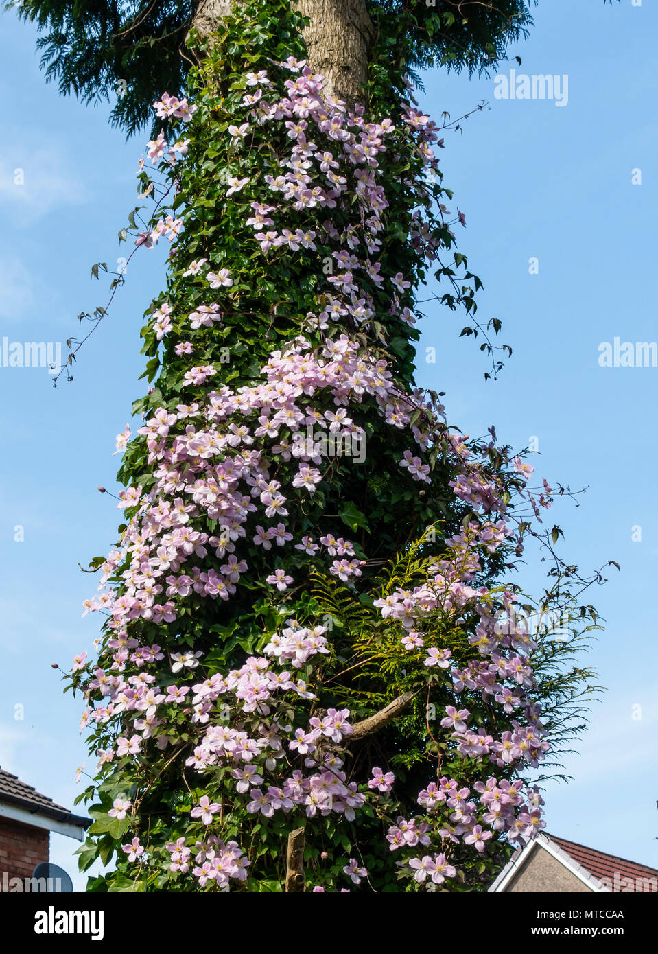 Clematis montana var rubens, a self-clinging climber which flowers in late spring, flowering around the trunk of a conifer tree, with a blue sky backg Stock Photo