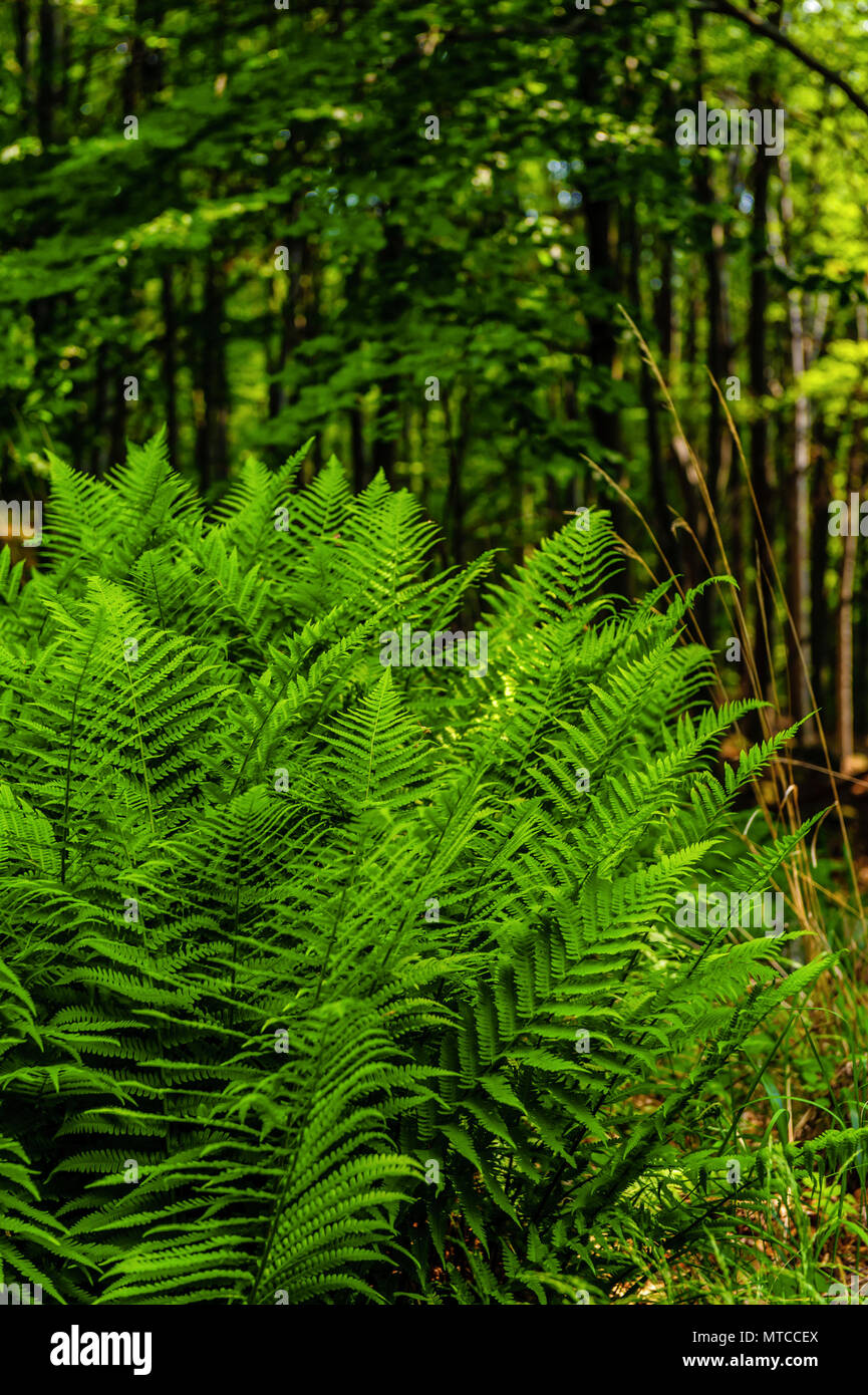 Spring flora forest ferns hi-res stock photography and images - Alamy