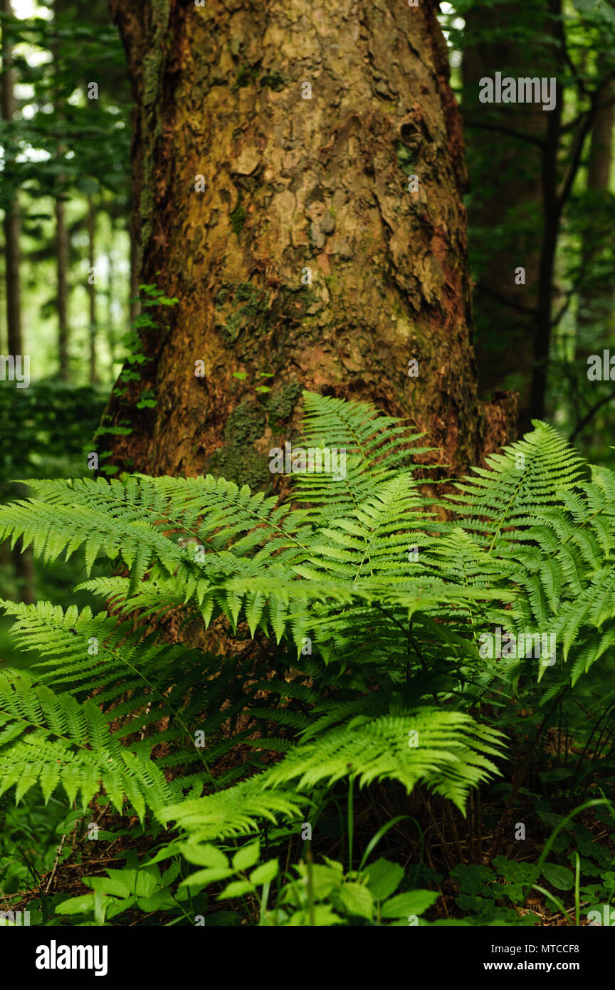 Ferns growing on tree trunk hires stock photography and images Alamy