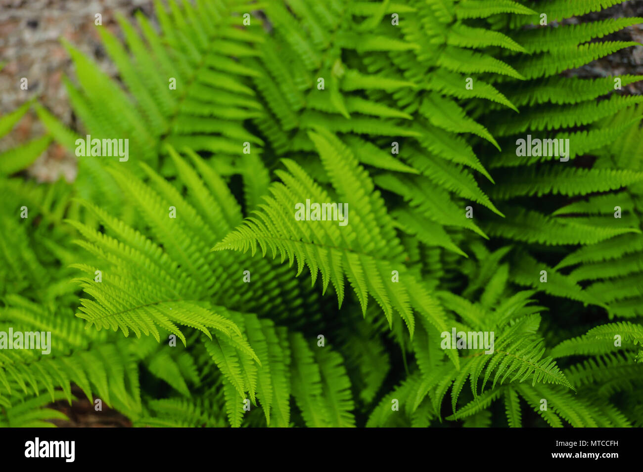 Fern growing on a tree trunk Stock Photo Alamy