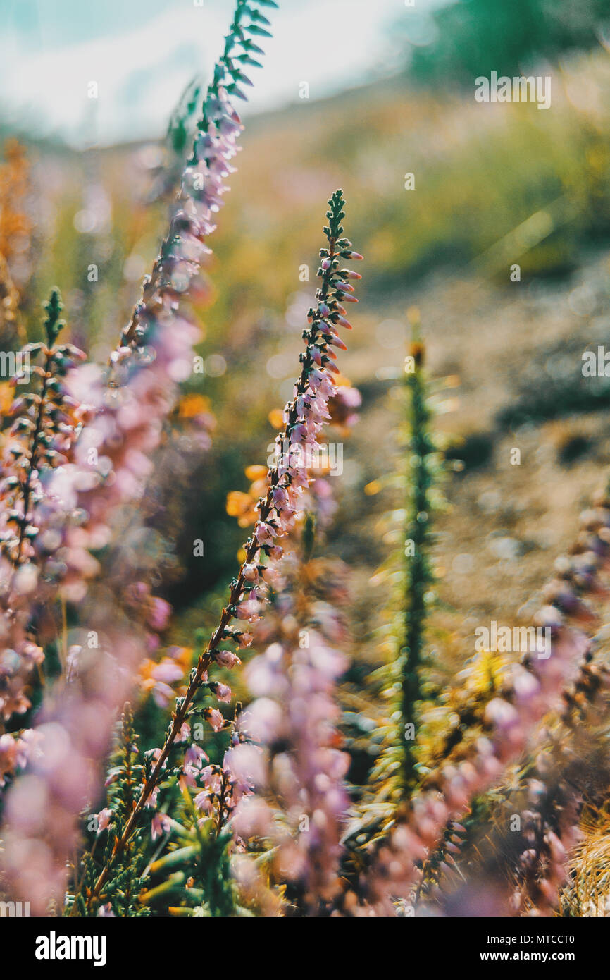 pink flowers of calluna vulgaris in a field at sunset Stock Photo - Alamy