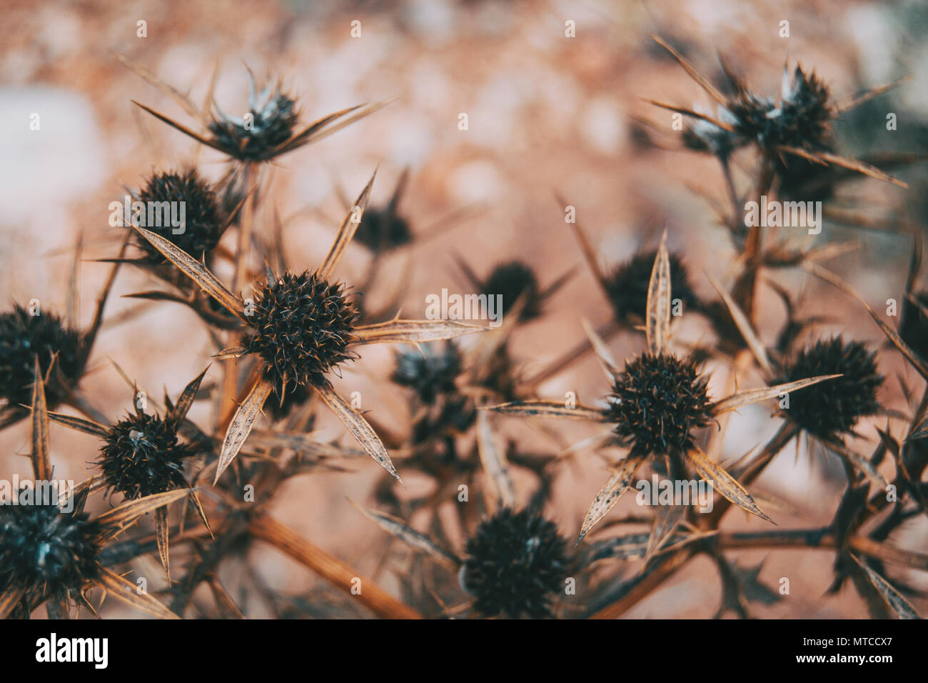 dried fruit cirsium in the field Stock Photo