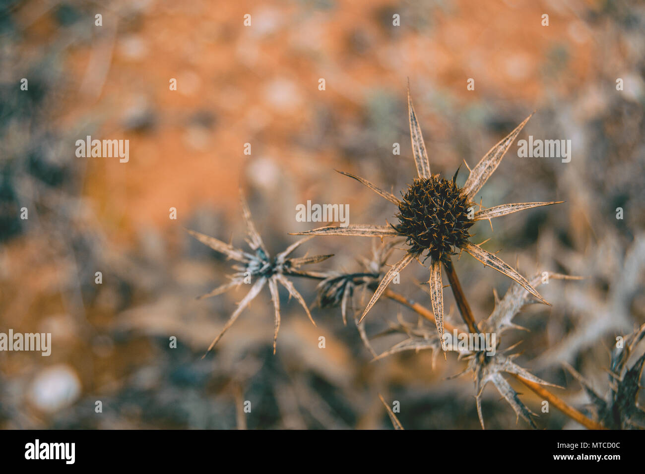 dried fruit cirsium in the field Stock Photo
