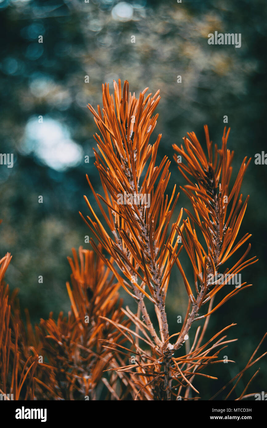 orange pine needles dry in nature Stock Photo