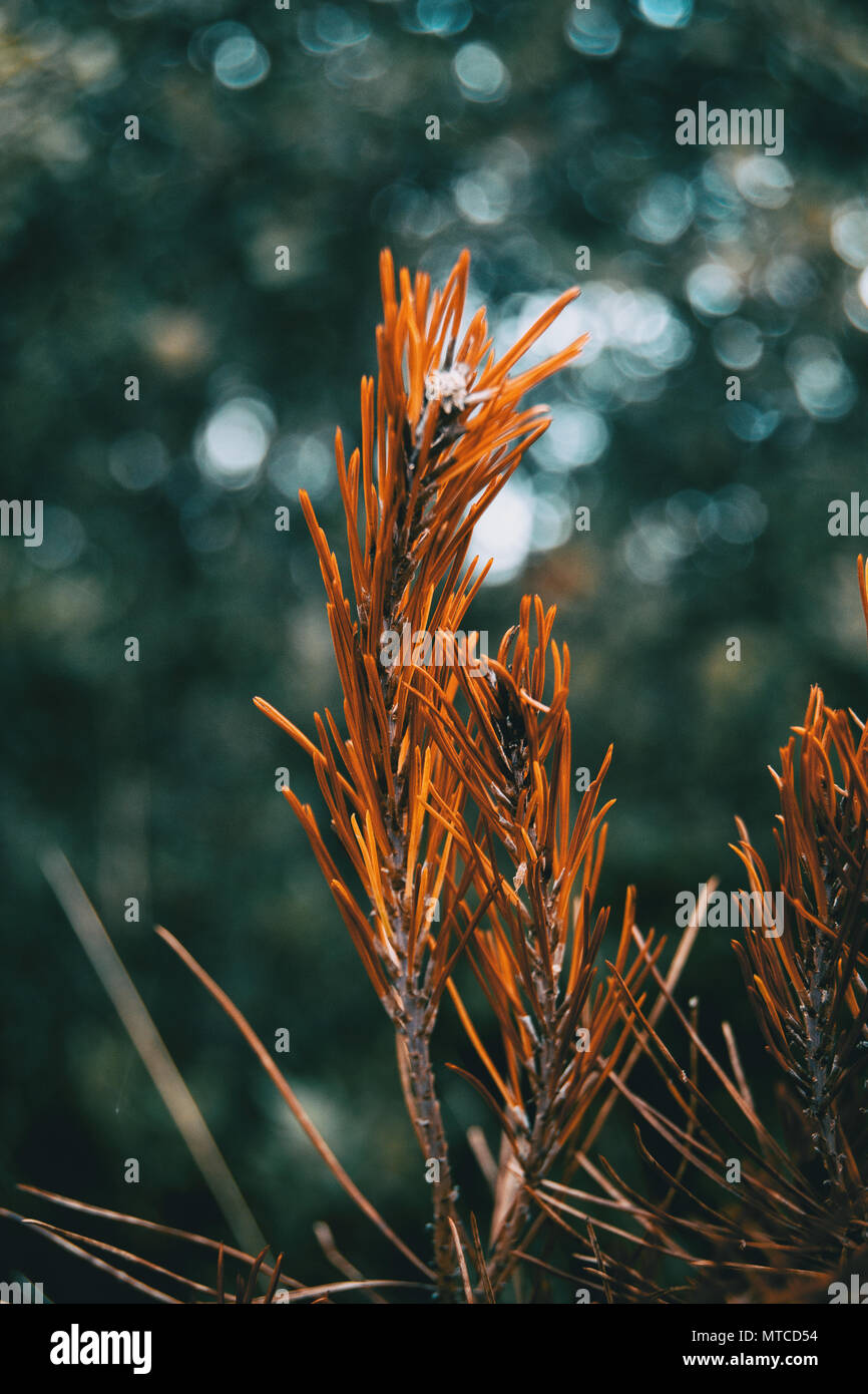 orange pine needles dry in nature Stock Photo