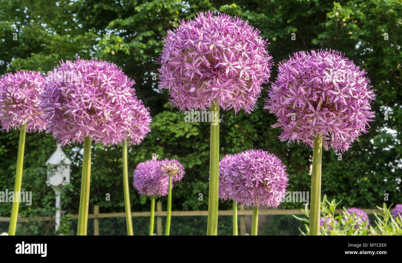 Allium globemaster, a giant allium, allium giganteum in full flower in