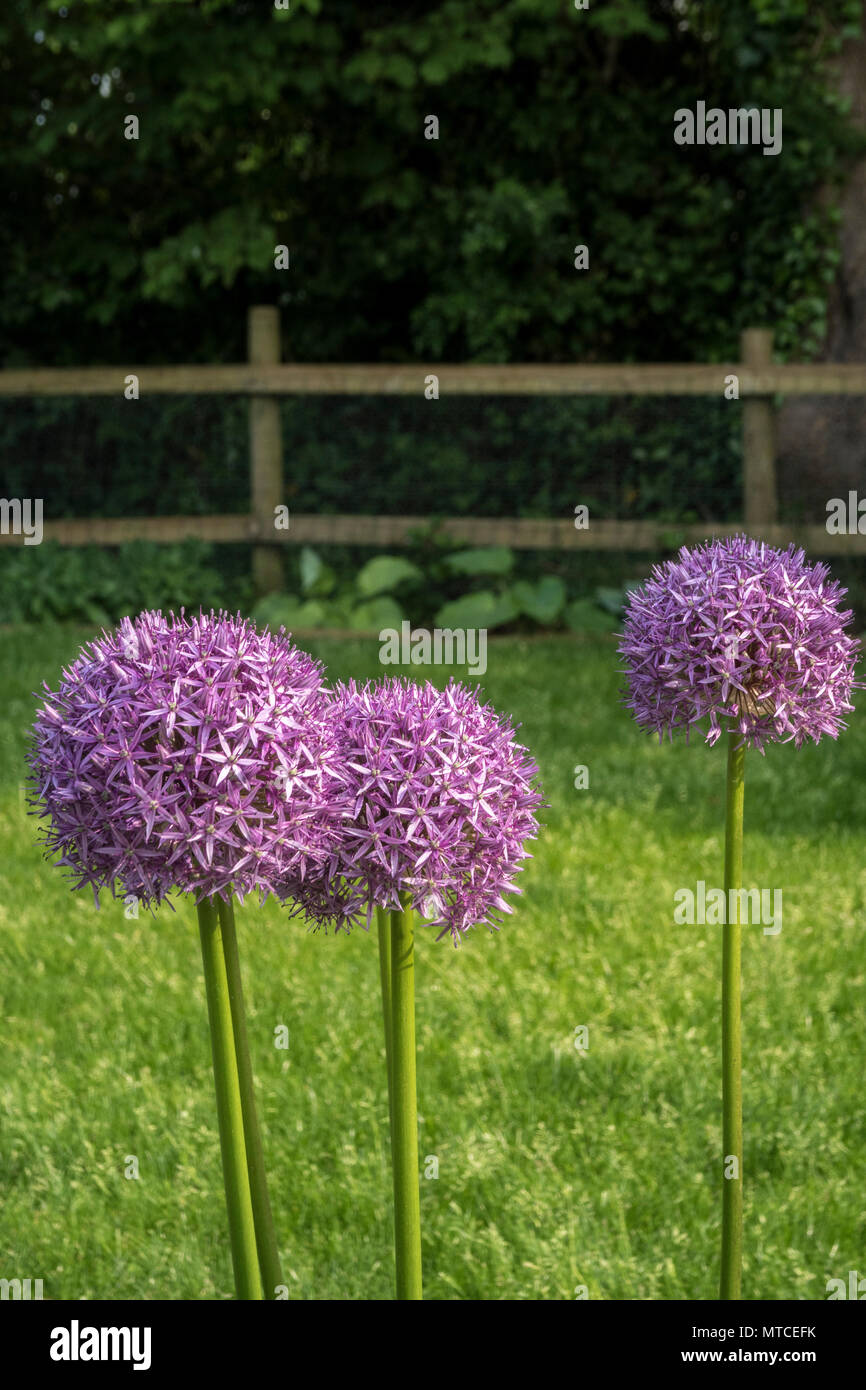 Allium globemaster, a giant allium, allium giganteum in full flower in