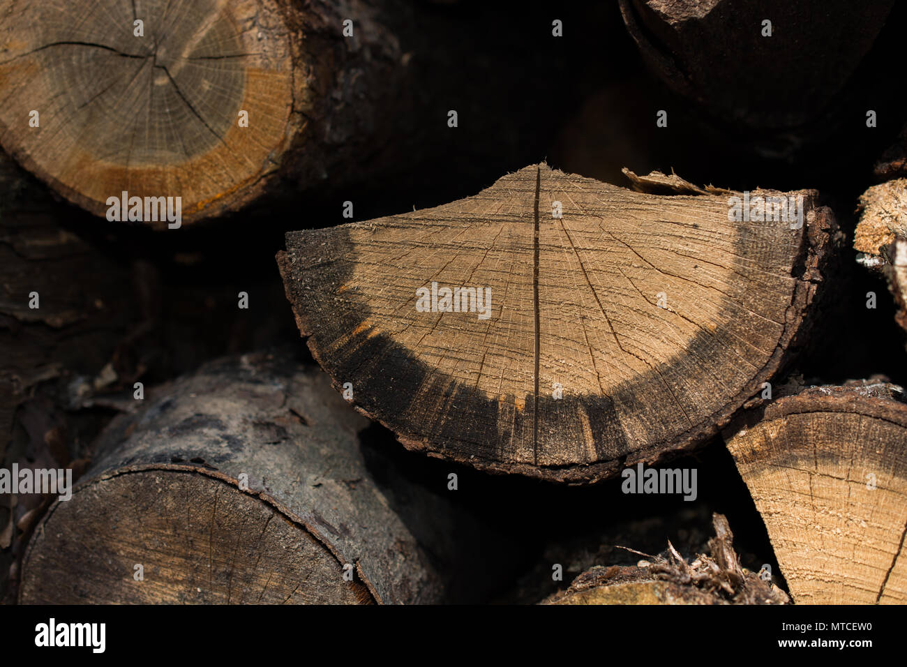 Stack of  tree trunks piled up  wood logs in forest Stock Photo