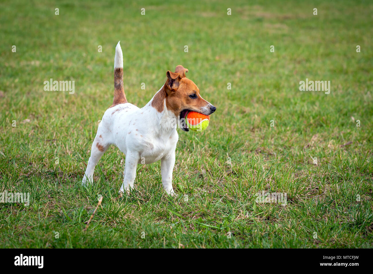 Young Jack Russell Terrier on the grass Stock Photo