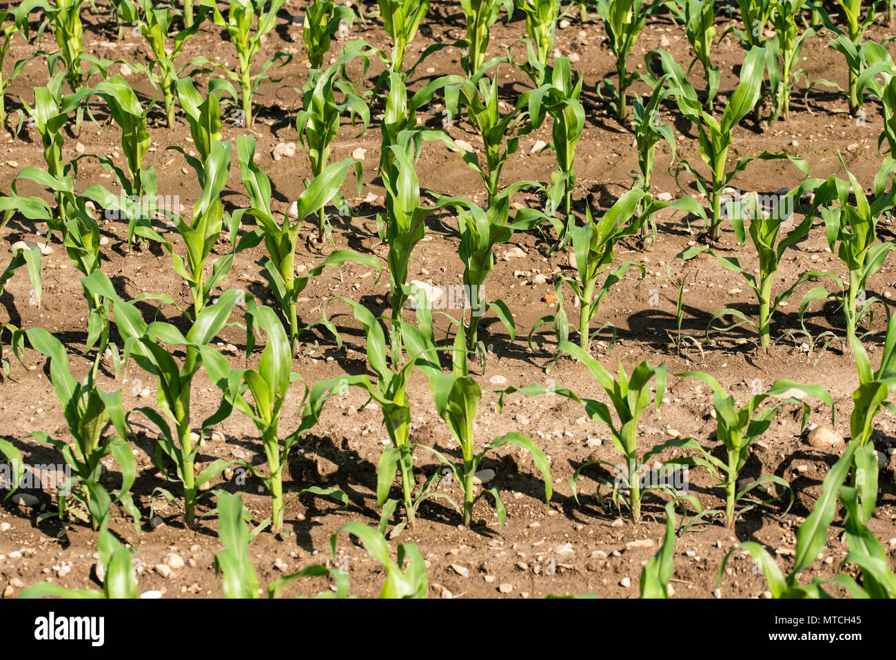 Rows of small young corn growing. View of corn field in summer day ...