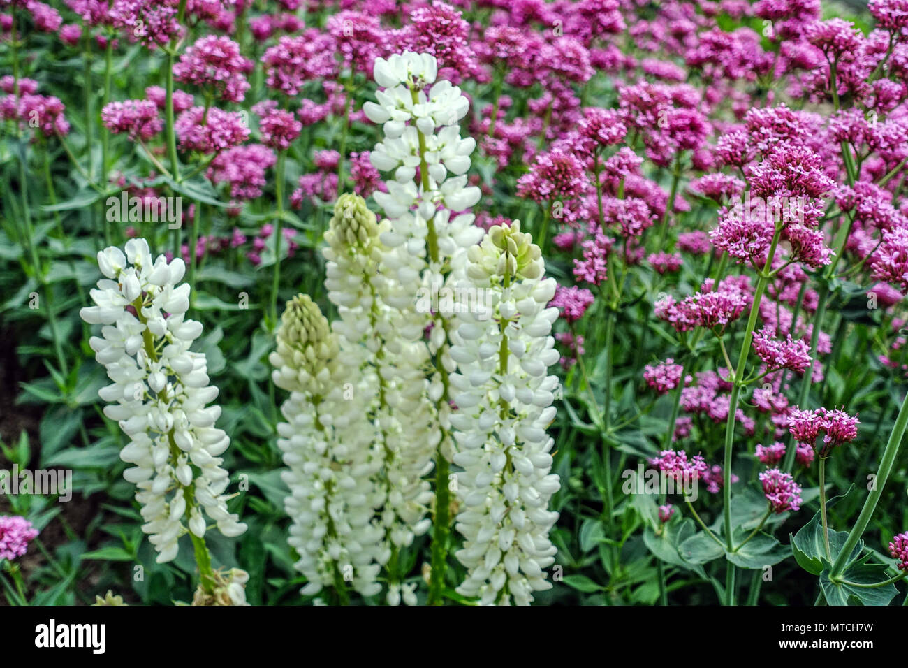 Garden White Lupine White Lupinus polyphyllus Pink Red valerian Centranthus ruber May Flowers Flowering Flowerbed Mixed Lupins Flower Lupinus Stock Photo