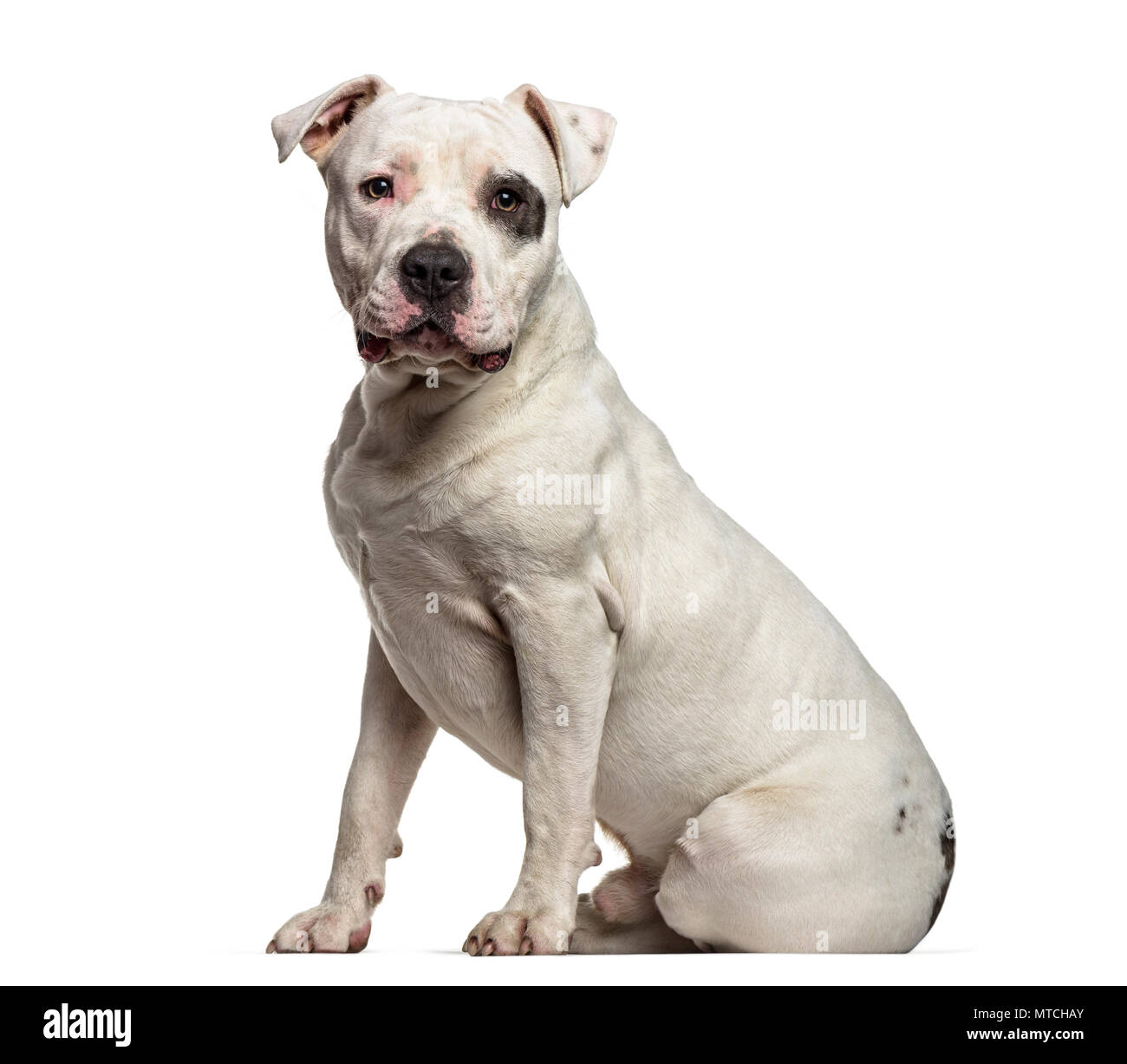 All white american staffordshire shops terrier