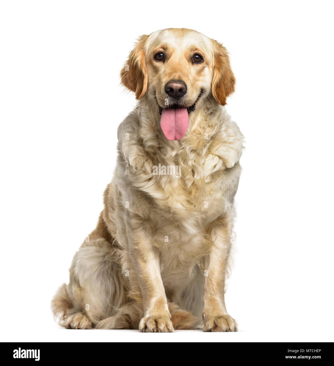 Labrador Retriever dog, 1 year old, sitting against white background ...