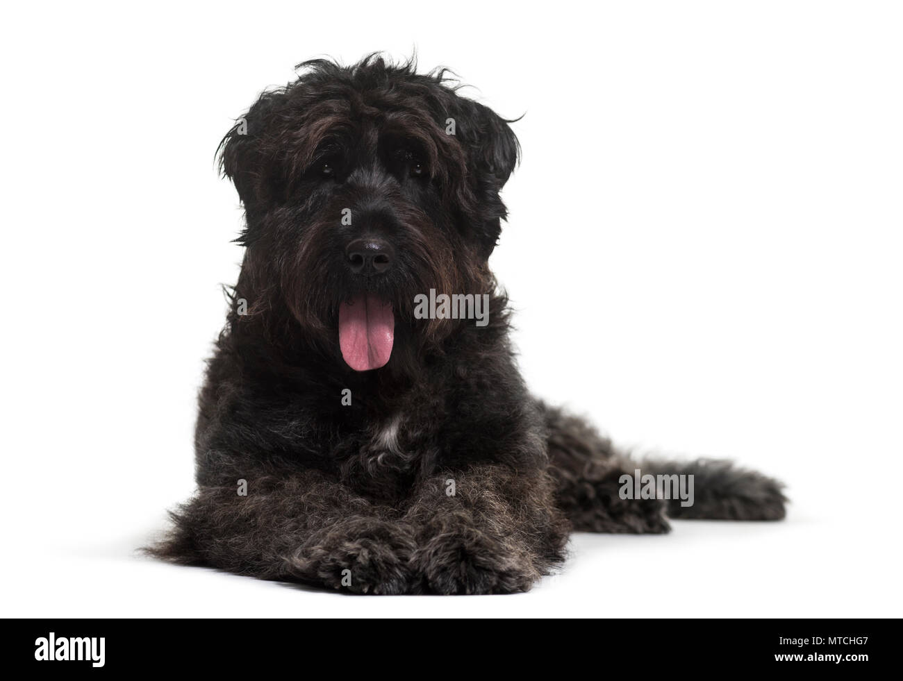 Bouvier des Flandres dog lying against white background Stock Photo