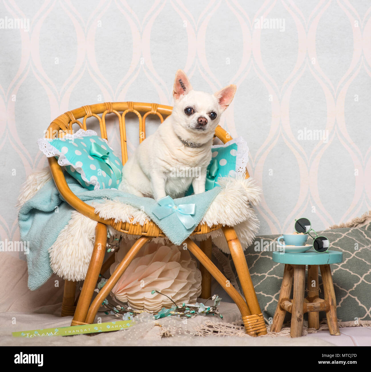 Dog sitting on chair hi-res stock photography and images - Alamy