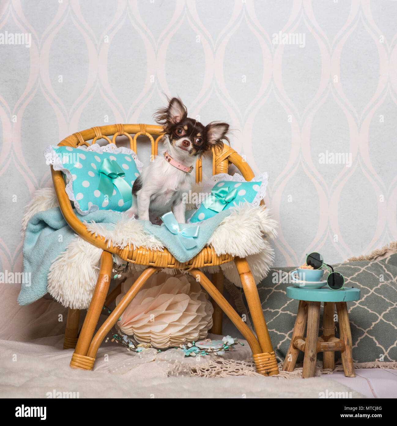 Chihuahua dog sitting on chair in studio, portrait Stock Photo