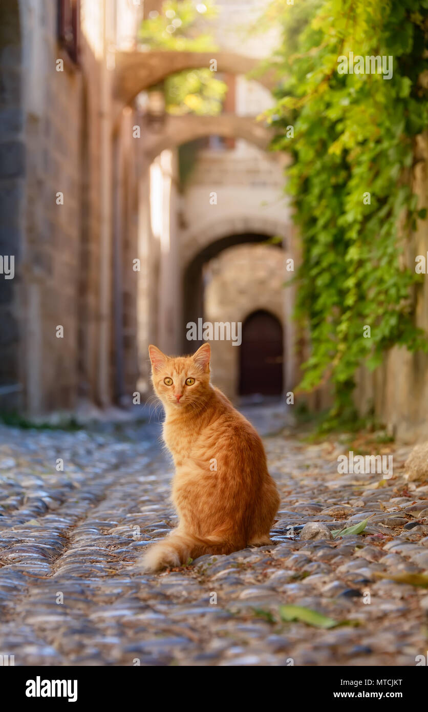 Curious ginger cat sitting in a picturesque ancient cobblestone alley with arches in the medieval  Old Town of Rhodes, Dodecanese, Greece Stock Photo