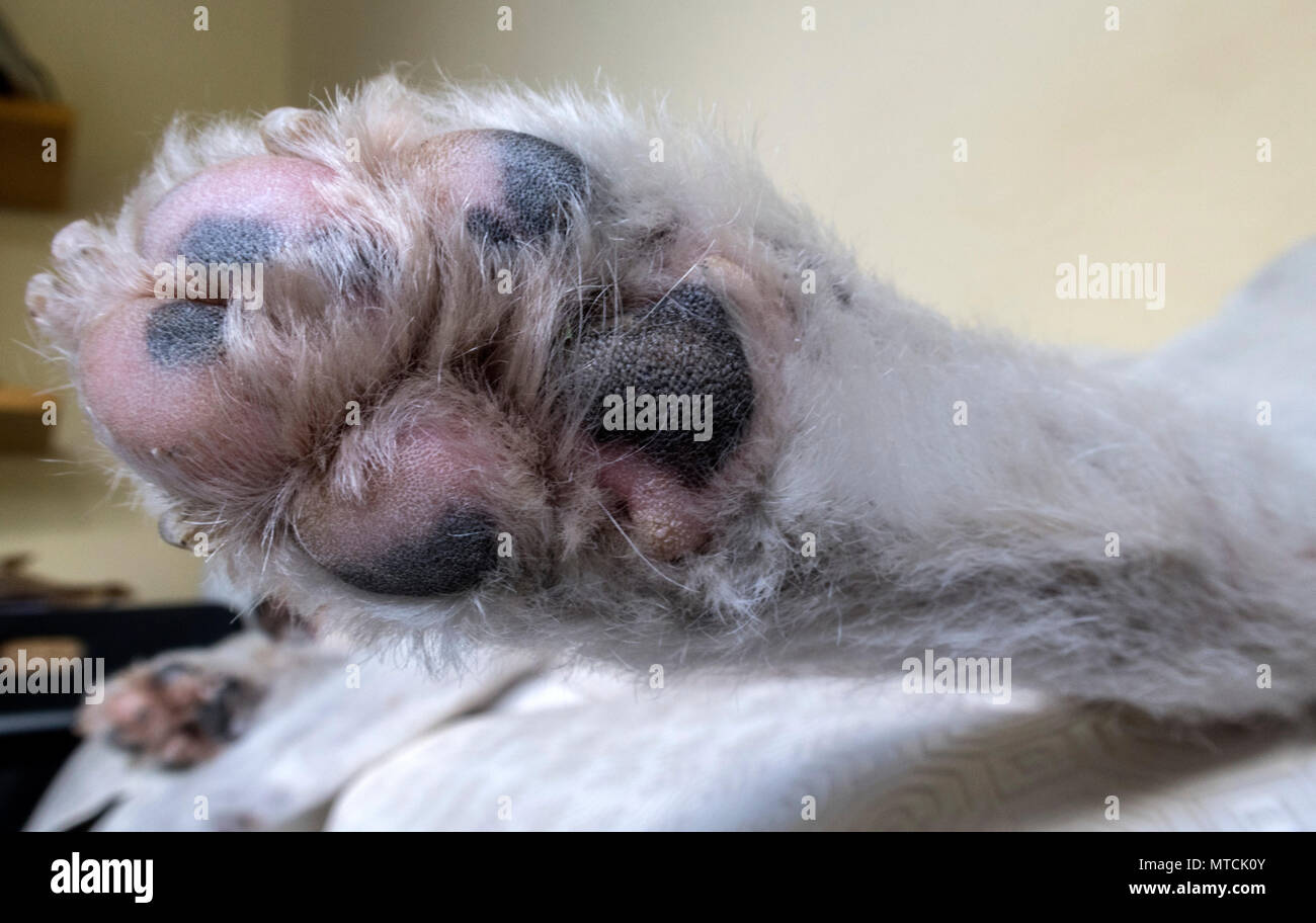 Dog paw foot pad Stock Photo - Alamy