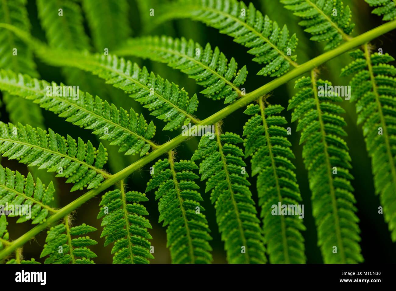 Detail of the fern (Asplenium sandersonii) leaves Stock Photo