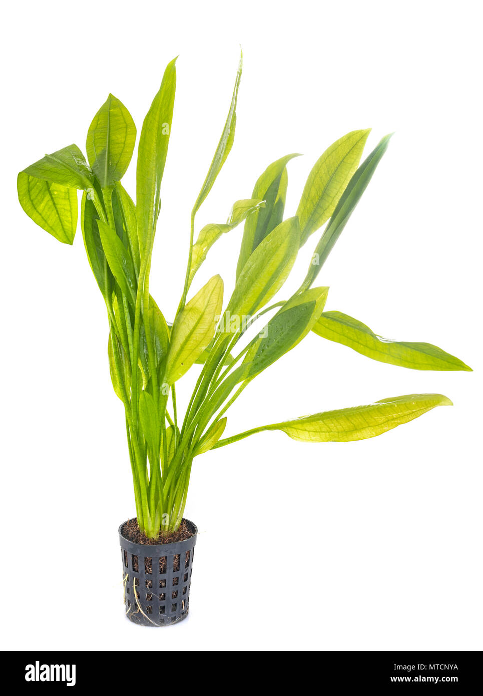 echinodorus plant in front of white background Stock Photo