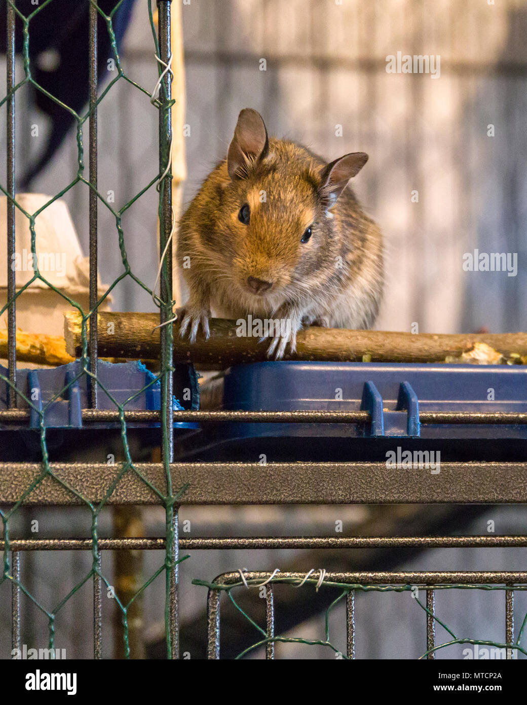 Cute female Degus (Octodon Degu) small pet sitting in cage by opened door  looking out Stock Photo - Alamy