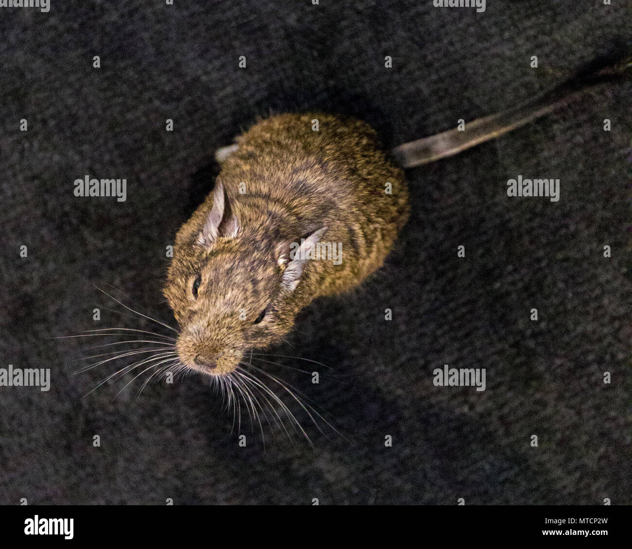 Cute Degus (Octodon Degu) looking up Stock Photo