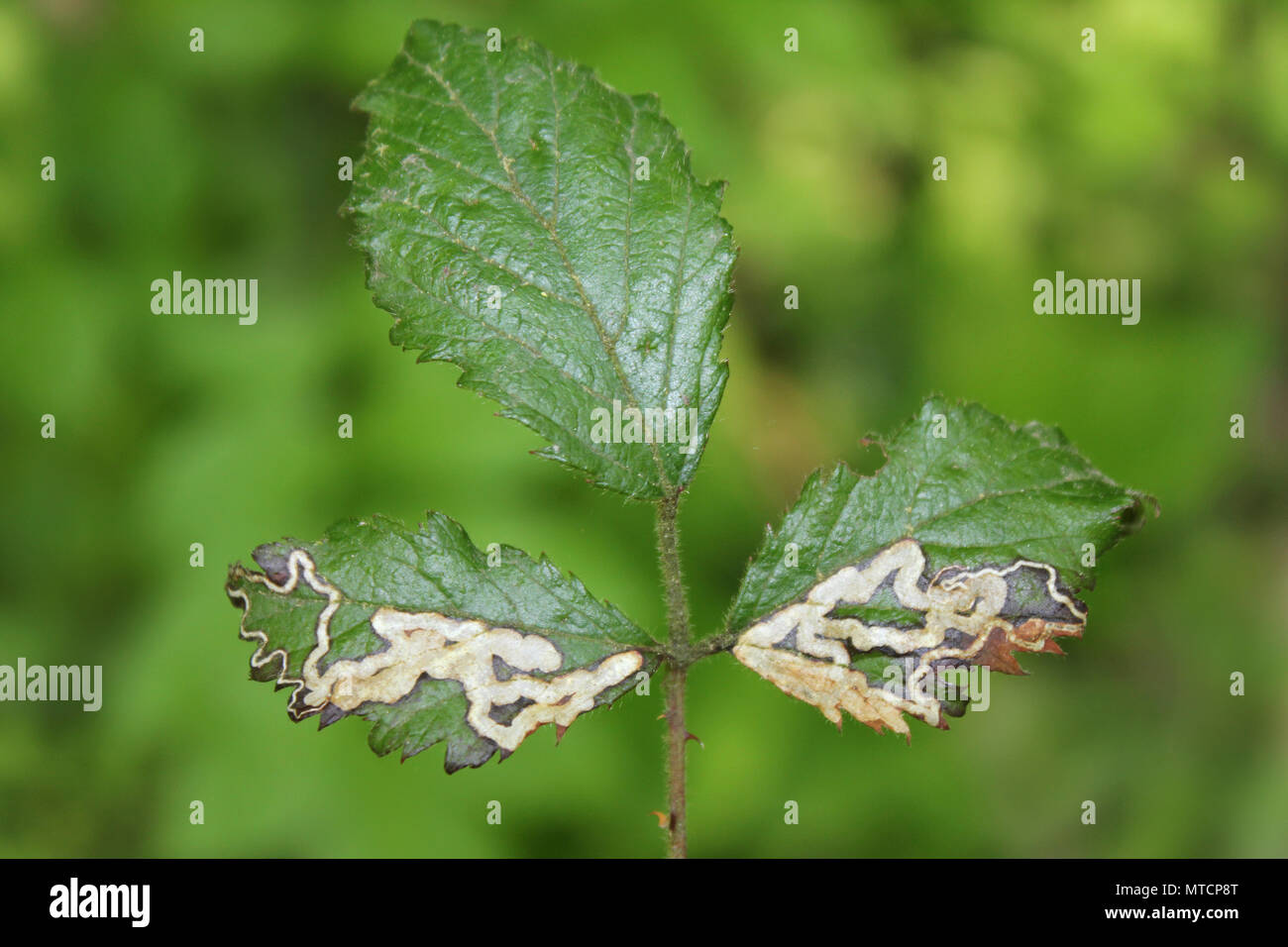 Leaf Mines Caused By The Bramble Leaf Mining Moth Stigmella aurella Stock Photo