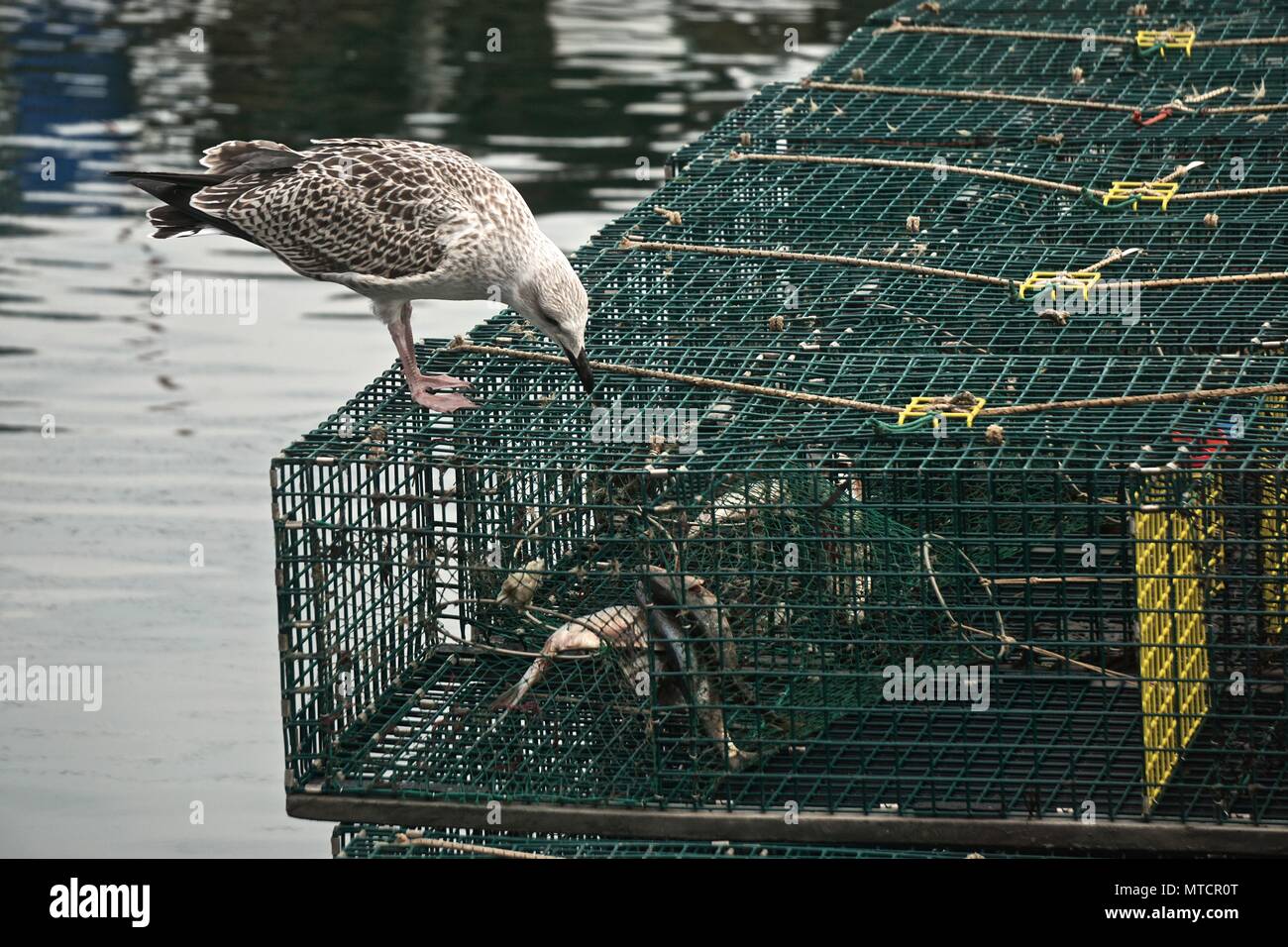 Portland, Maine, USA: A juvenile herring gull (Larus argentatus) tries to  get bait fish out of a lobster trap at a pier in Portland, Maine Stock  Photo - Alamy