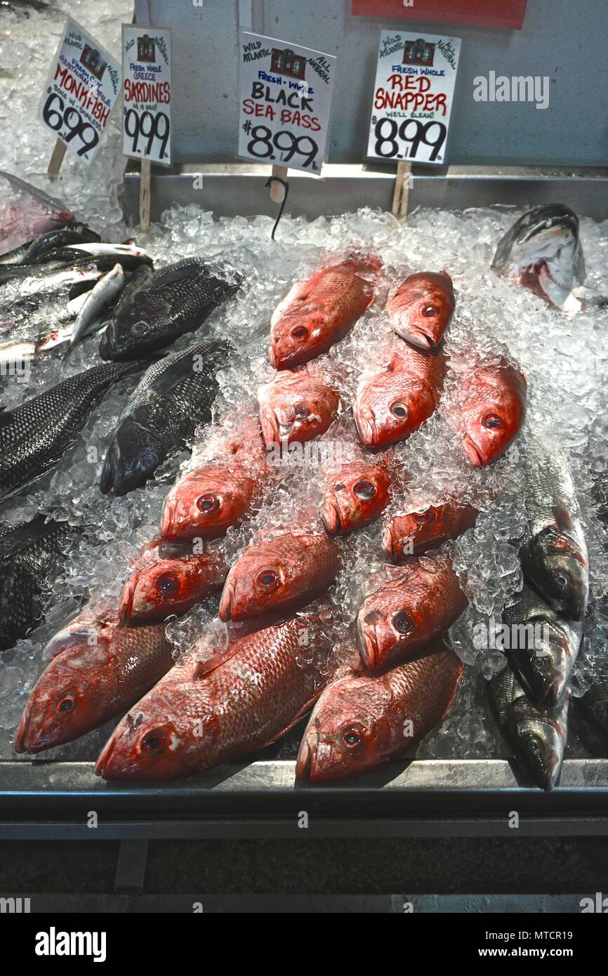 Portland, Maine, USA Rows of red snapper and black sea bass for sale