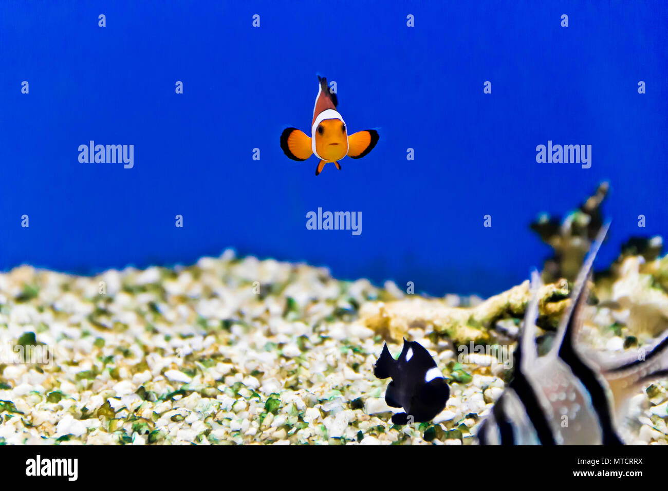 Horizontal photo of clown fish on aquarium bottom Stock Photo