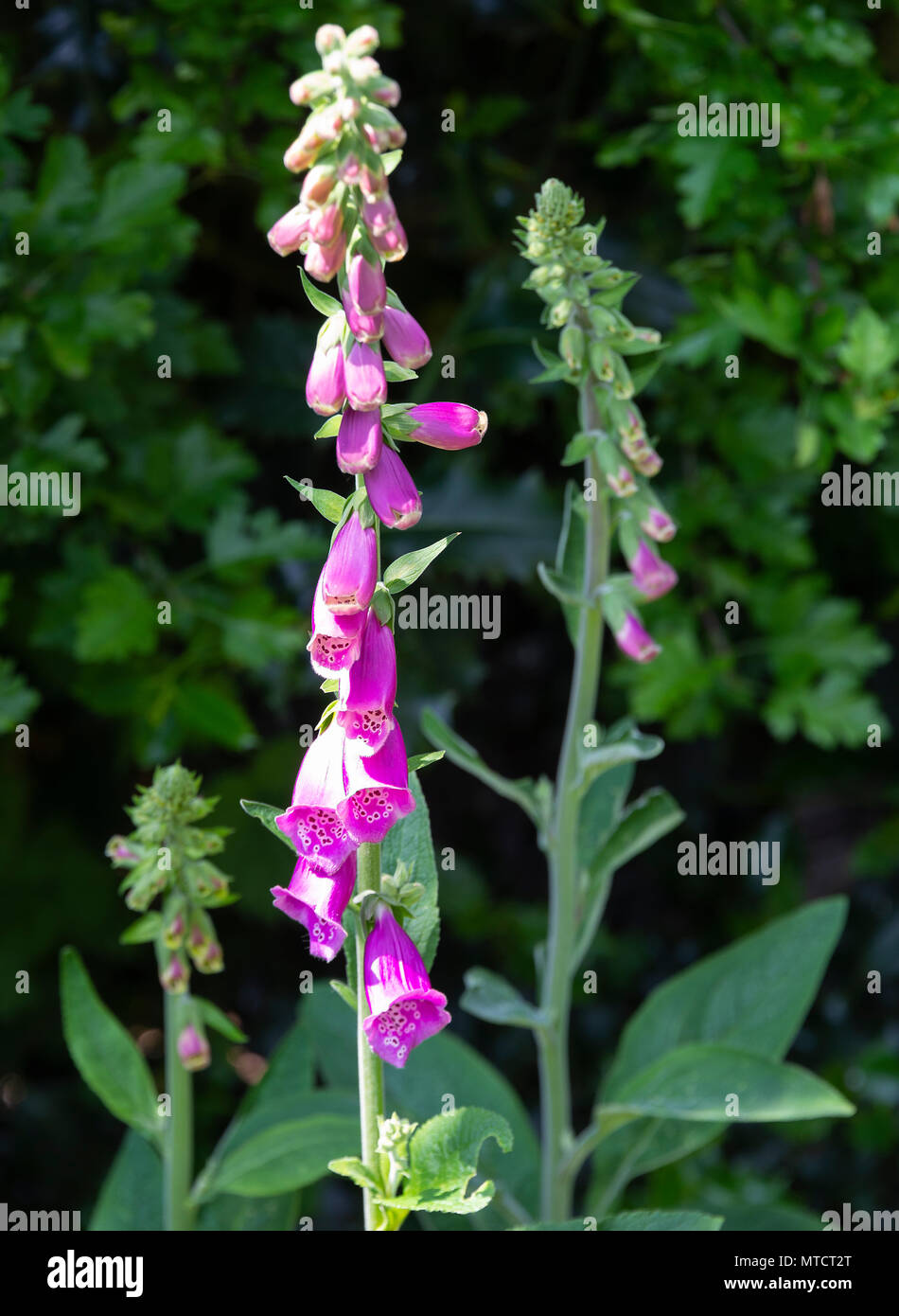 A Beautiful Pink Foxglove Spire in Full Bloom in a Garden in Alsager