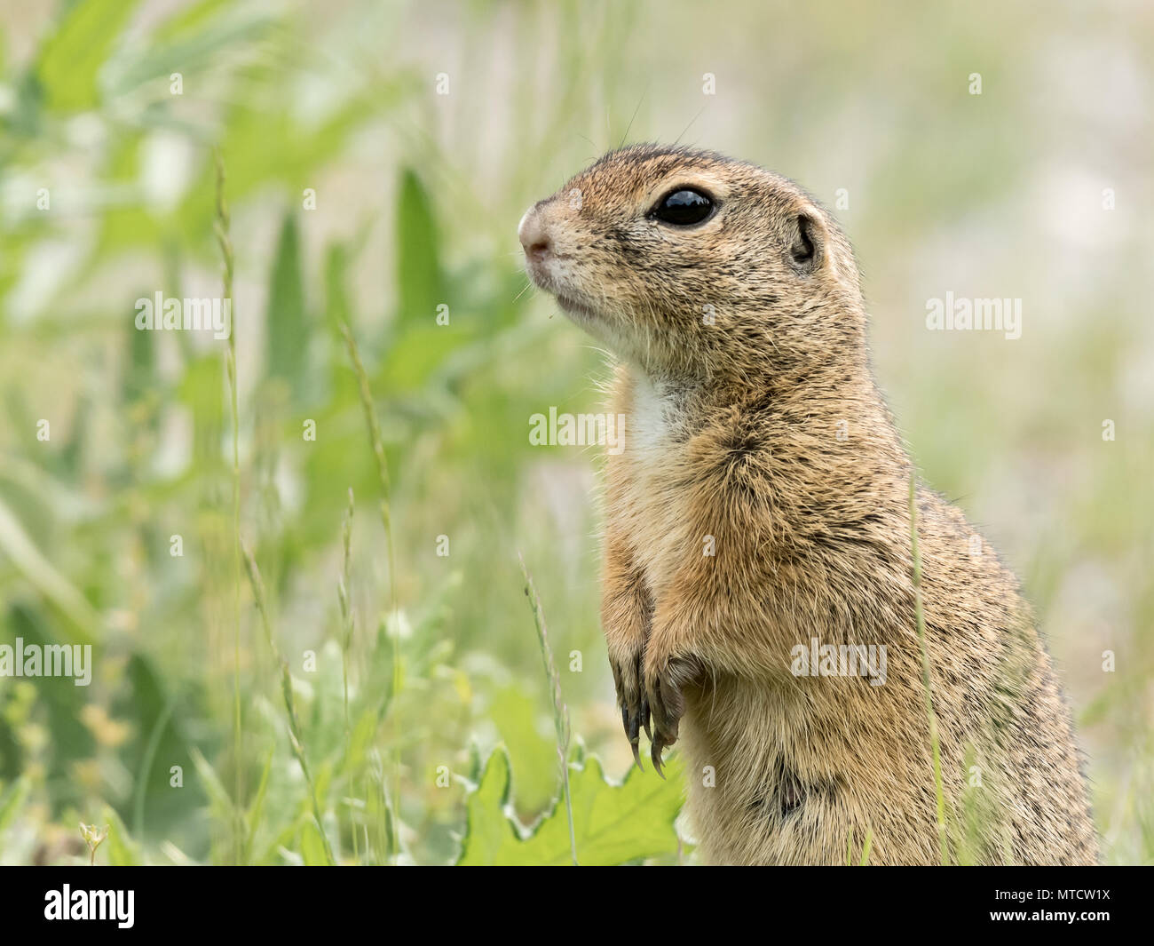 A European ground squirrel (Spermophilus citellus) standing in a green meadow in spring (Austria) Stock Photo