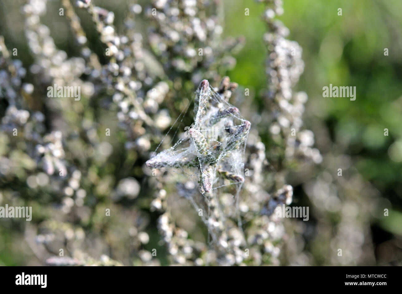 spiders web on heather Stock Photo