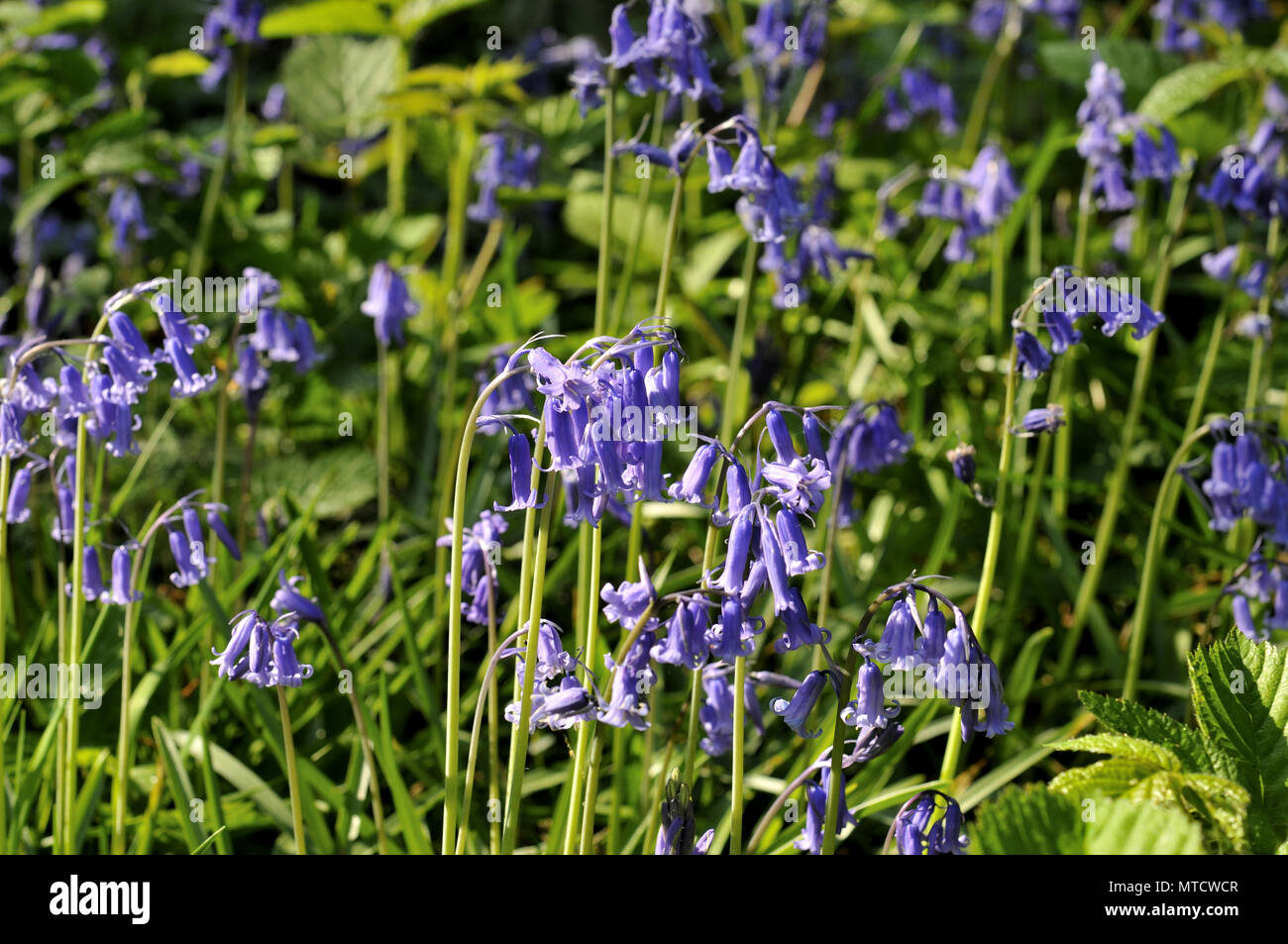 group of blue bells Stock Photo Alamy
