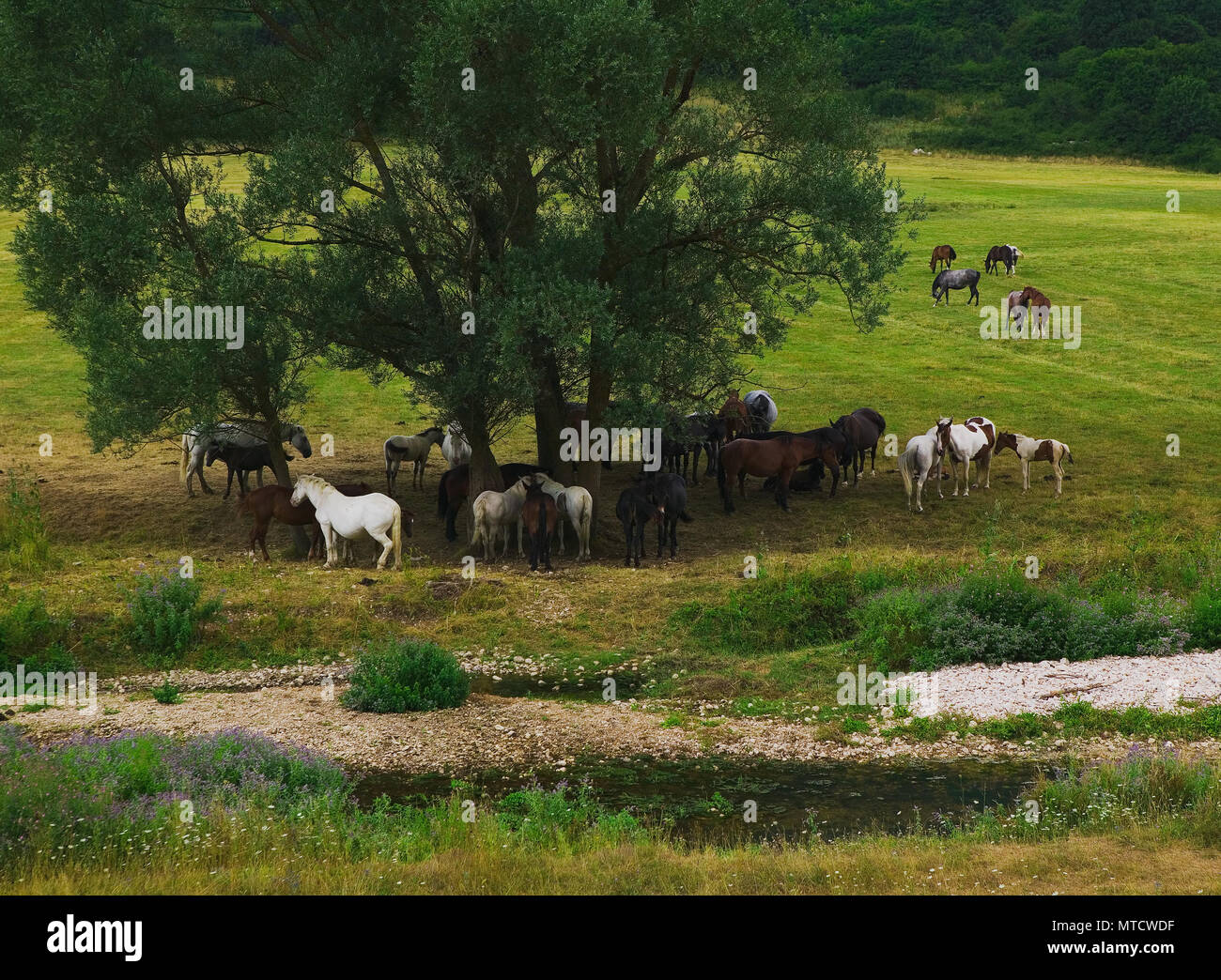 horses in the wild, Abruzzo Stock Photo