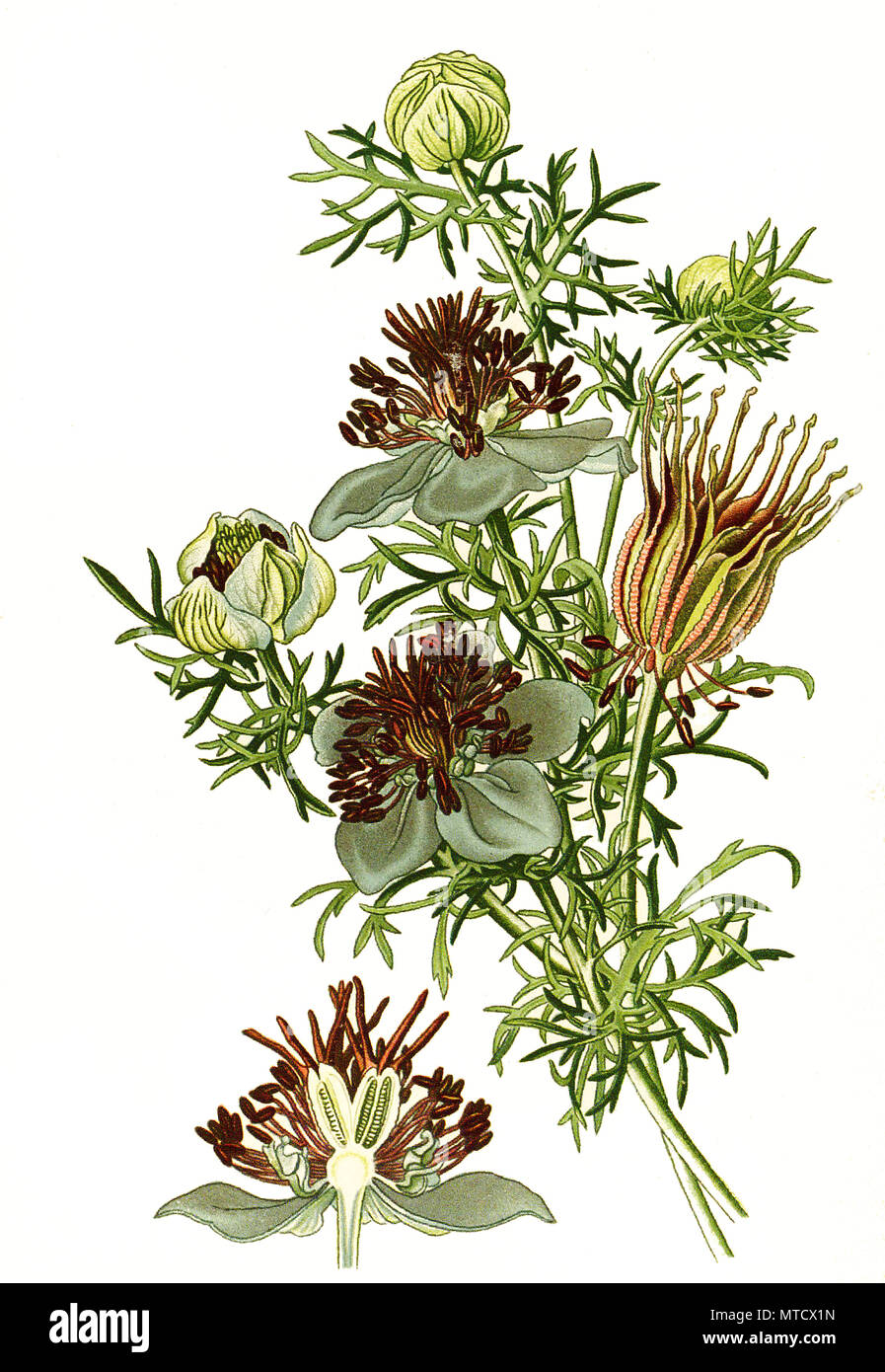 Nigella hispanica, Spanish Fennel Flower, nigella, devil-in-a-bush or love-in-a-mist. SchwarzkÃ¼mmel, digital improved reproduction from a print of the 19th century Stock Photo