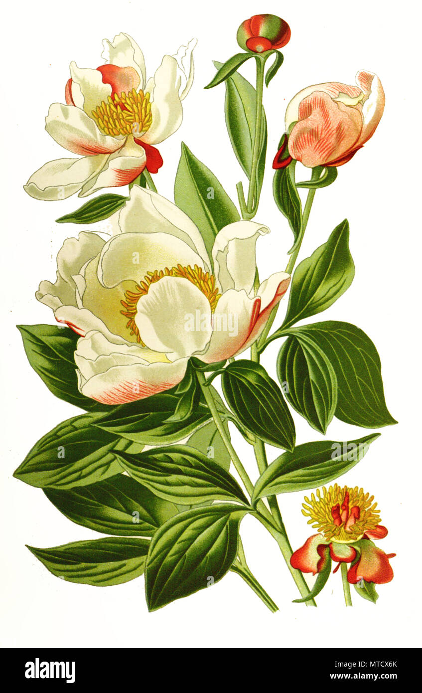 Paeonia albiflora, White Peony, Chinese peony or common garden peony. MilchweiÃŸe Pfingstrose oder Chinesische Pfingstrose, digital improved reproduction from a print of the 19th century Stock Photo