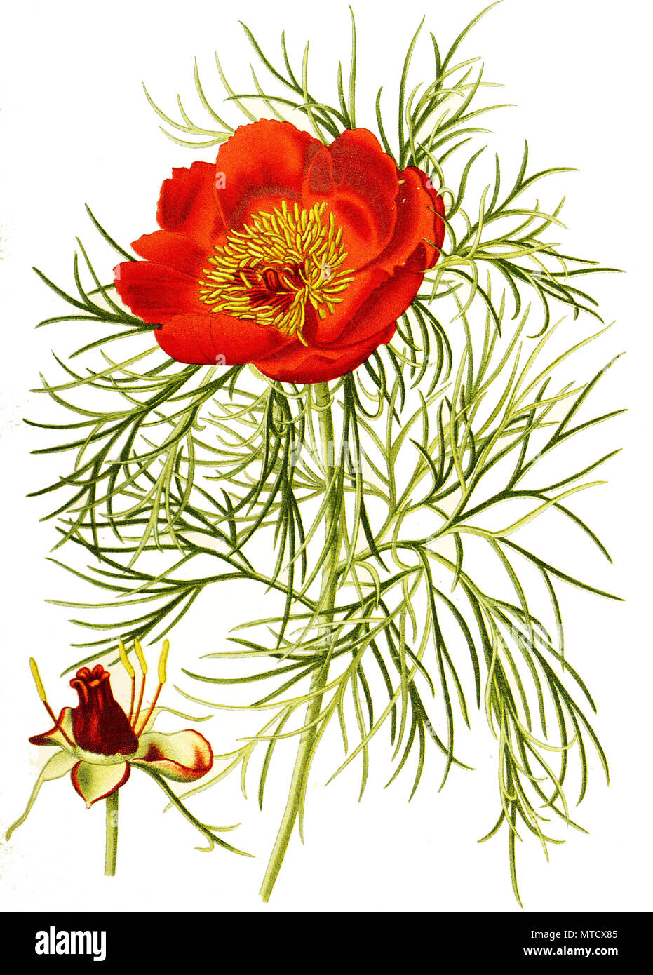 Paeonia tenuifolia, Narrow-Leaved Peony. Gemeine Pfingstrose, auch Echte Pfingstrose, Bauern-Pfingstrose, Garten-Pfingstrose, digital improved reproduction from a print of the 19th century Stock Photo