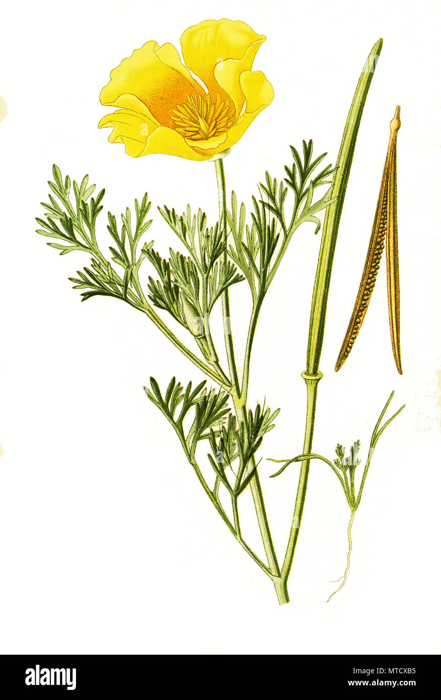 Eschscholtzia californica, Calfornian Poppy, golden poppy, California sunlight, cup of gold. Kalifornischer Mohn, Goldmohn, Kalifornischer Kappenmohn oder SchlafmÃ¼tzchen, digital improved reproduction from a print of the 19th century Stock Photo