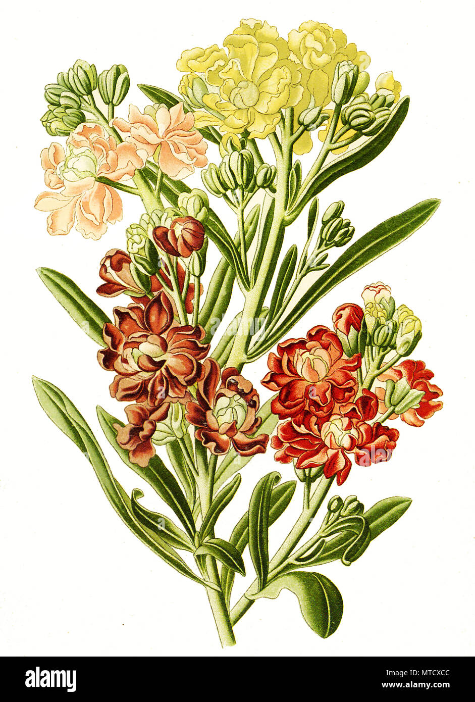 Mathiola annua, Ten-Week Stock, flowering plant in the mustard family, Levkoje, digital improved reproduction from a print of the 19th century Stock Photo