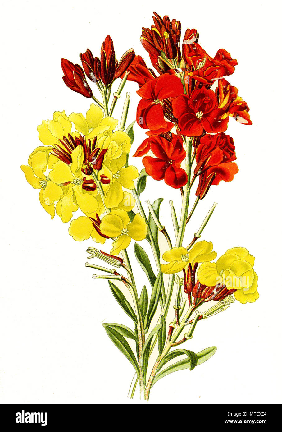 Cheiranthus cheiri, Wallflower, Goldlack, digital improved reproduction from a print of the 19th century Stock Photo