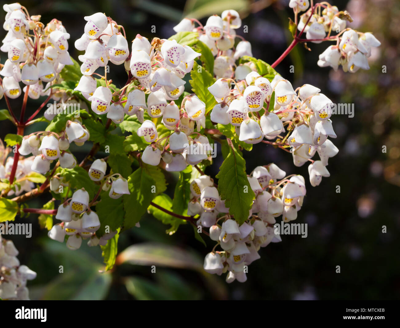 Pale violet form of the half hardy semi evergreen shrub, Jovellana violacea Stock Photo