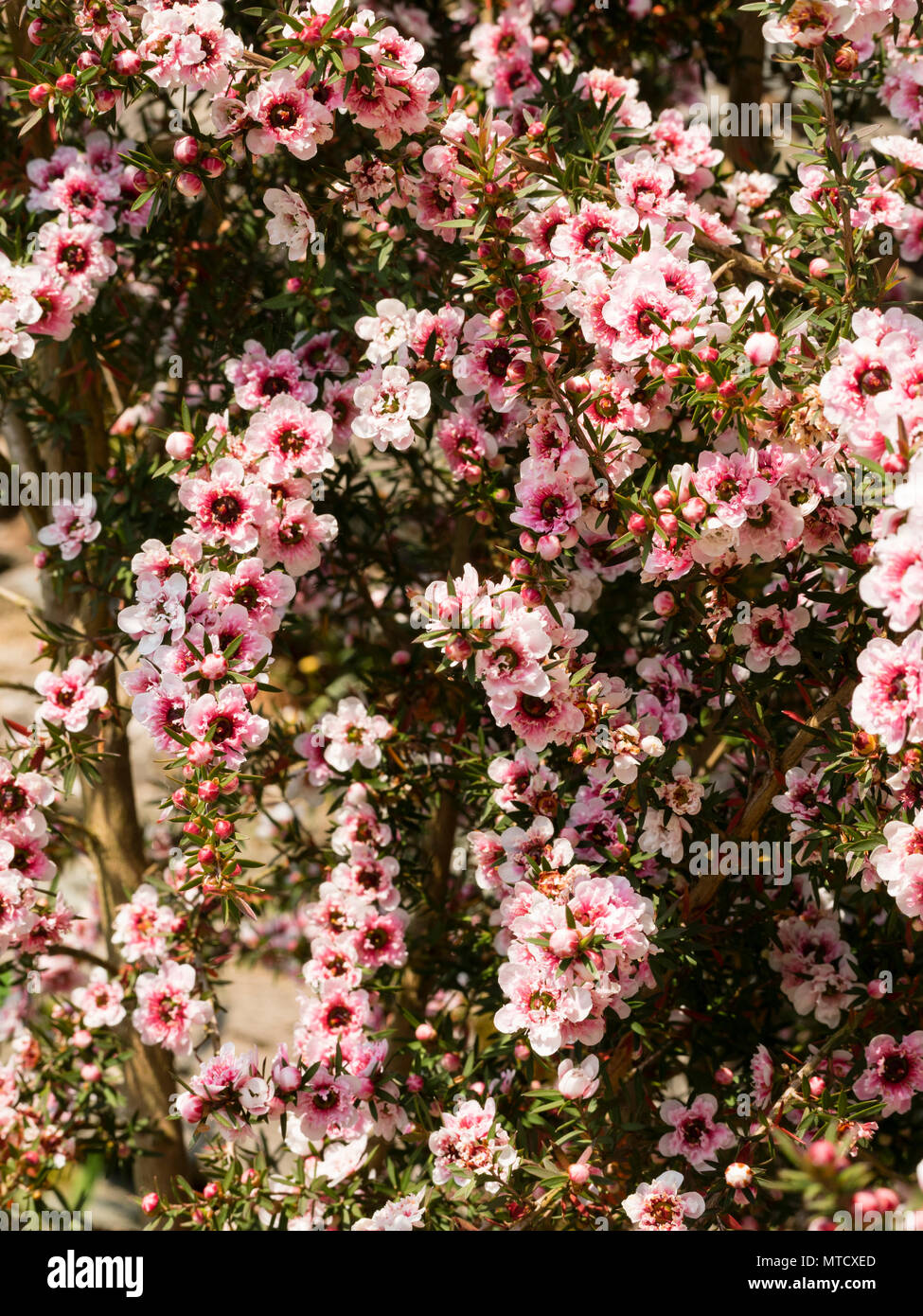 Double pink form of the New Zealand Manuka or tea tree, Leptospermum scoparium, flowering in early summer Stock Photo