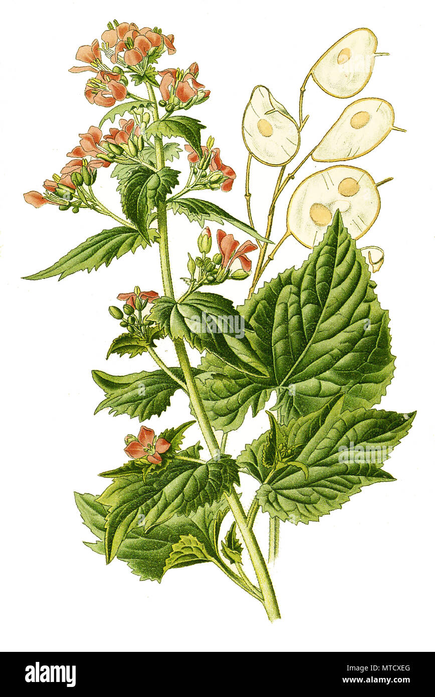 Lunaria biennis, Honesty. ZweijÃ¤hriges Silberblatt, digital improved reproduction from a print of the 19th century Stock Photo